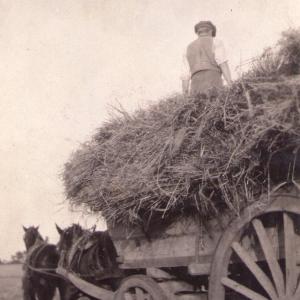 1940s Moulton Manor Farm Mr Turner with his horses.