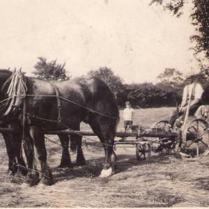 1940s Moulton Manor Farm. Mr Turner with his horses 1
