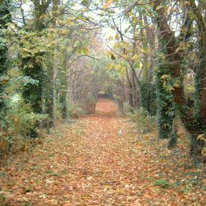 2000 Footpath on Plantation Hill towards the church